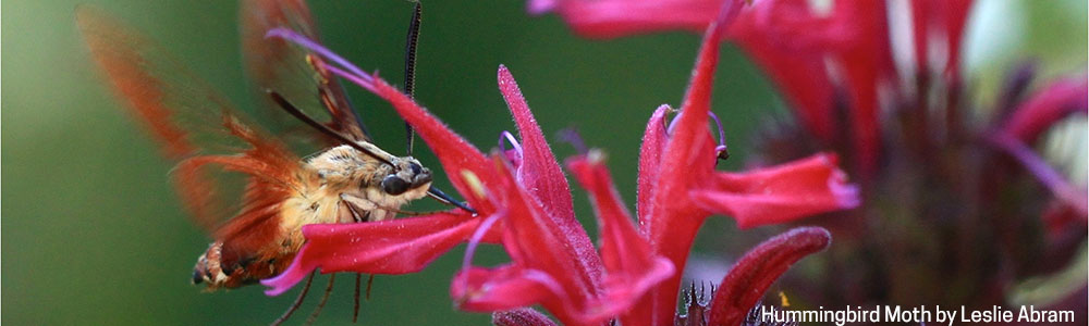 Image of a Hummingbird Moth