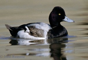 Image of a Lesser Scaup