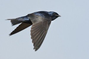 Image of a male Purple Martin