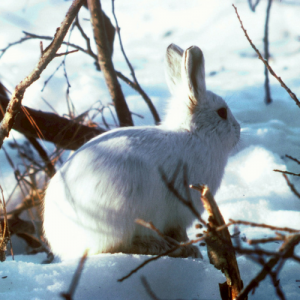 image of an Arctic Hare