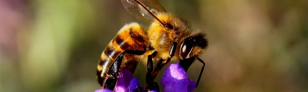 Image of a bee