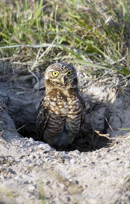 Image of a Burrowing Owl