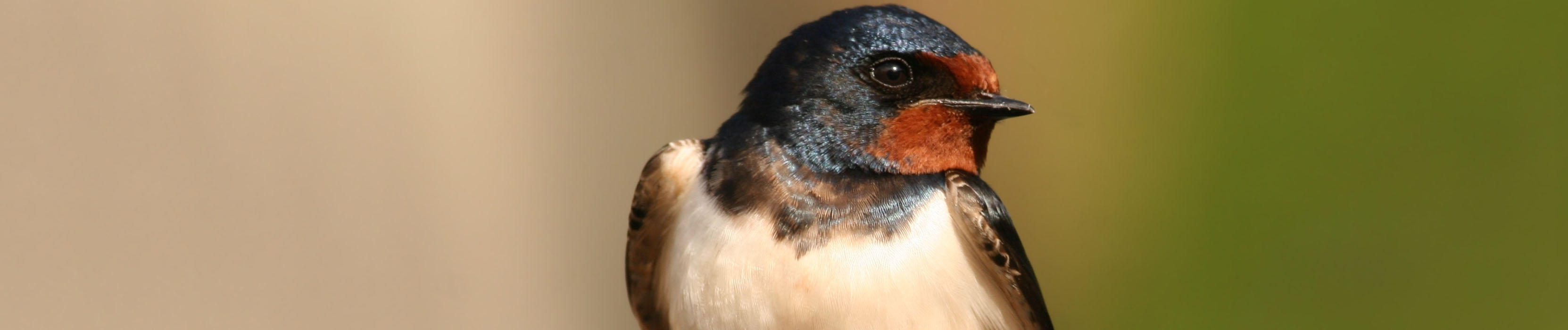 Image of a Barn Swallow