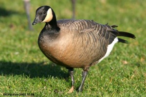 Image of a Cackling Goose