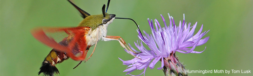 Image of a Hummingbird Moth
