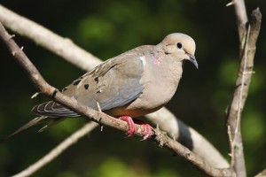 Image of a Mourning Dove