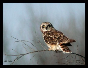 Image of a Short-eared Owl