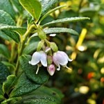 Image of cranberry flowers