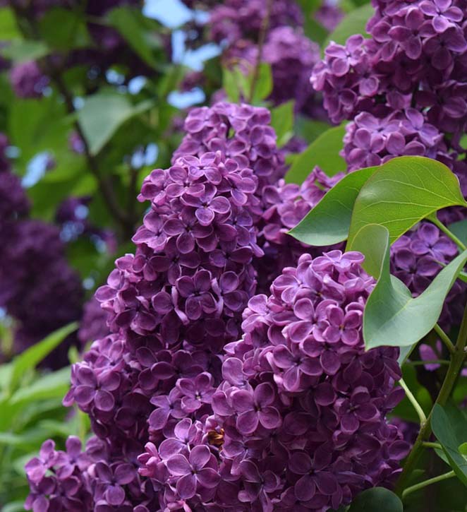 Image of Lilacs