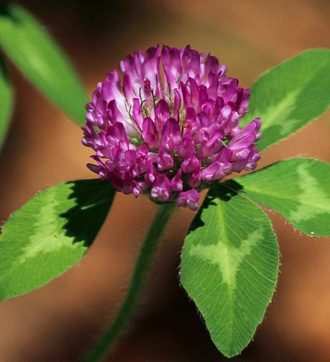 Image of a Red Clover