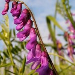Image of a Vetch plant
