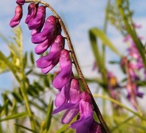 Image of a Vetch plant