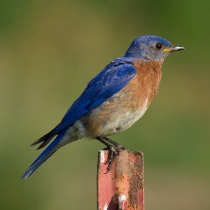 Image of a Eastern Bluebird