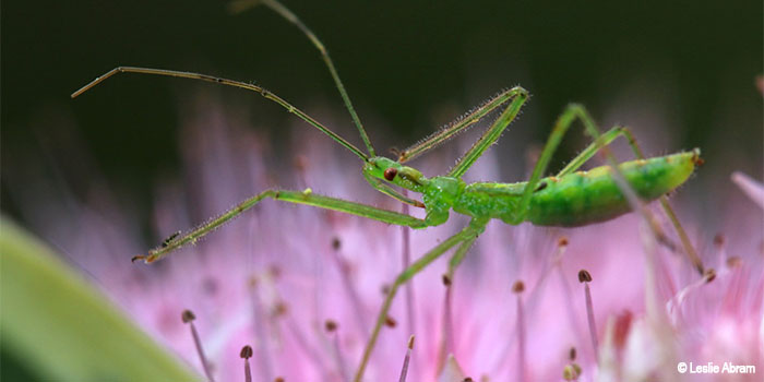 Image of a Assassin Bug Nymph