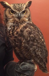 Image of Darwin the Great Horned Owl