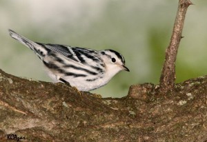Image of a Female Black and White Warbler