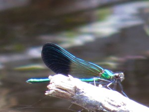 Image of a River Jewelwing