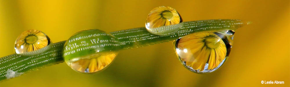 Image of water droplets