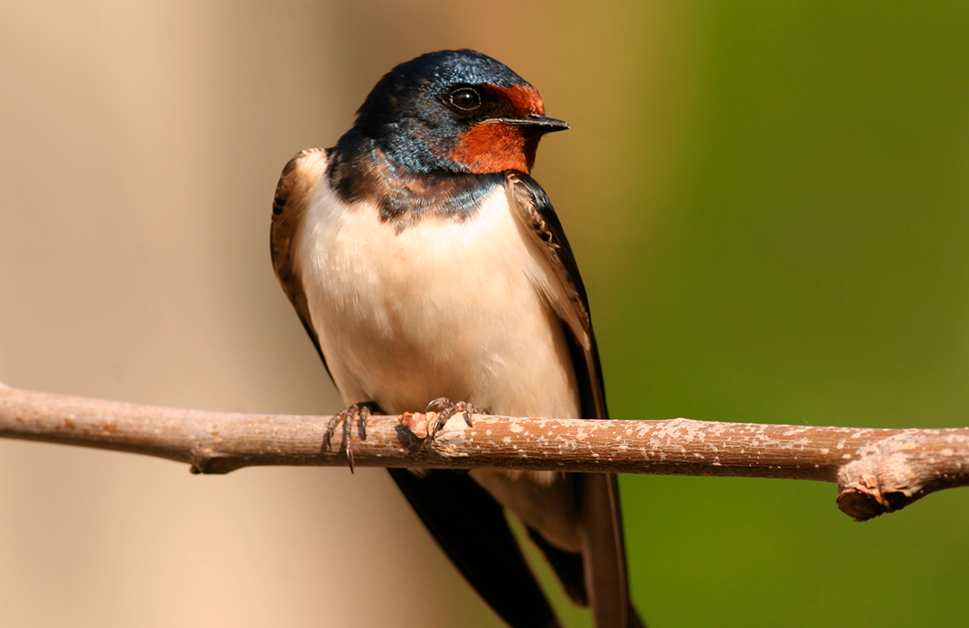 Barn Swallow on Branch