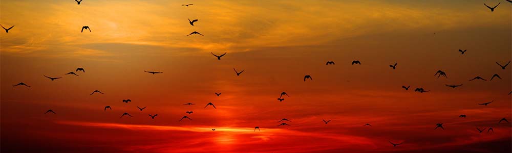 Image of birds flying into sunset