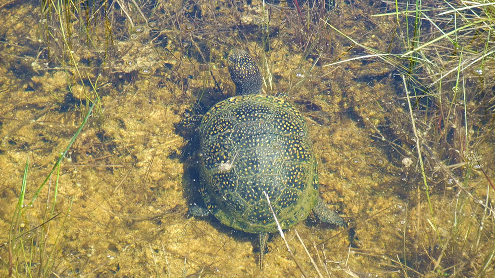 Image of a Blandings Turtle