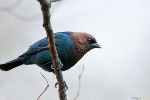 Image of a Brown-headed Cowbird