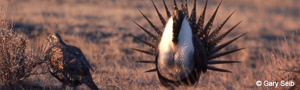 Image of a Greater Sage Grouse