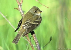 Image of a Willow Flycatcher