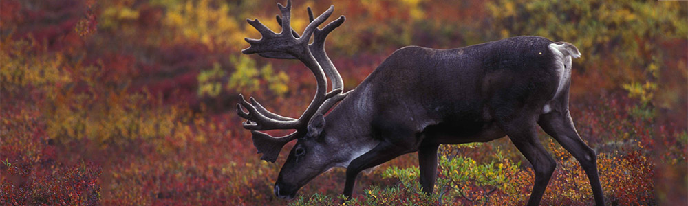 Image of a Barren-ground Caribou