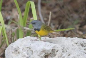 Image of a Mourning Warbler