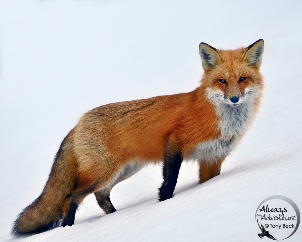 Image of a Red Fox