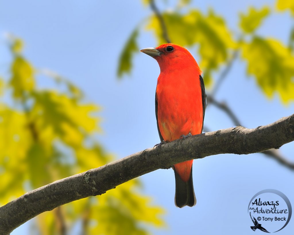 Image of a Scarlet Tanager
