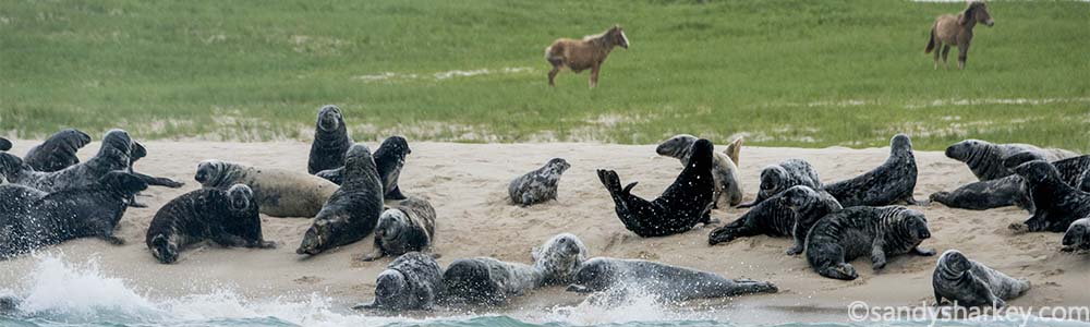 Seals and Horses by Sandy Sharkey