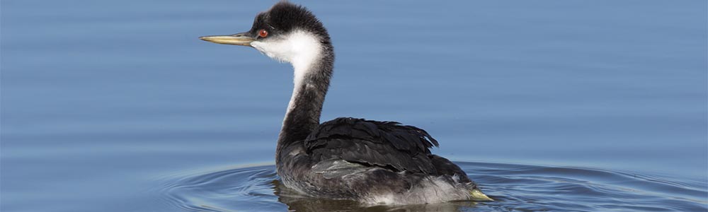 Image of a Western Grebe