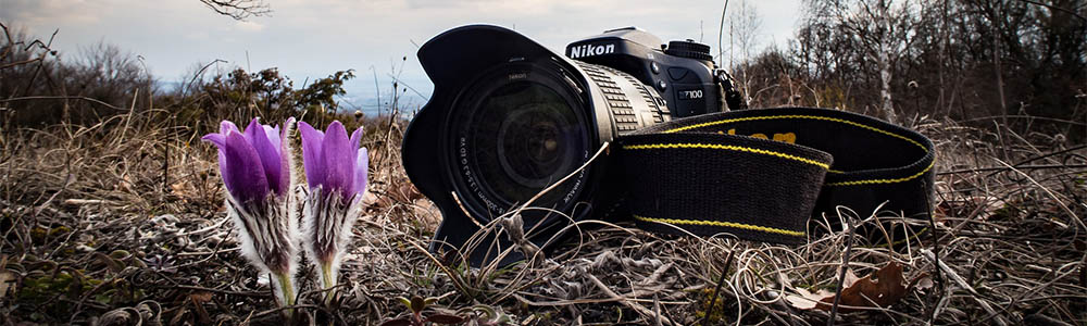 Image of a Nikon Camera and wildflowers