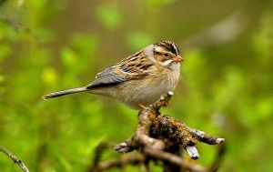 Image of a Clay-coloured Sparrow
