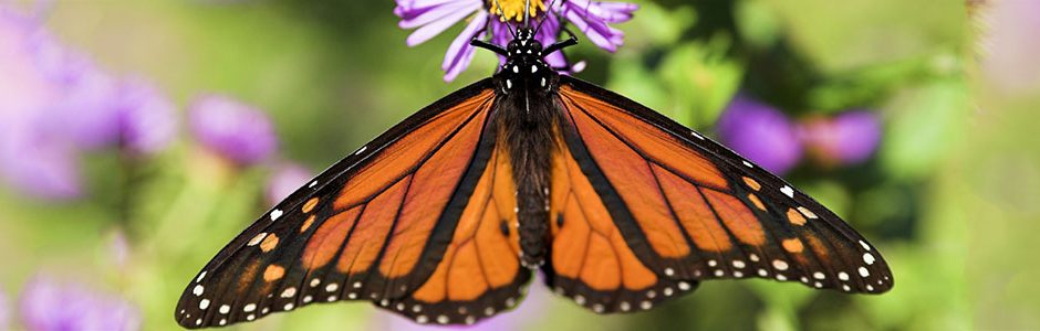 Nature Canada – Three Amigos Talk Butterflies and Birds