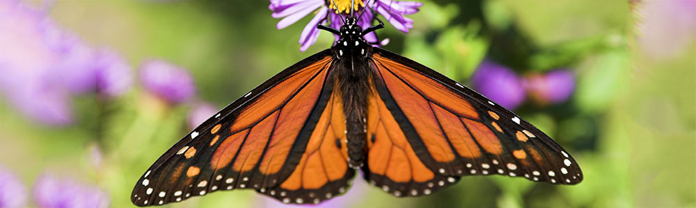 Image of a Monarch Butterfly
