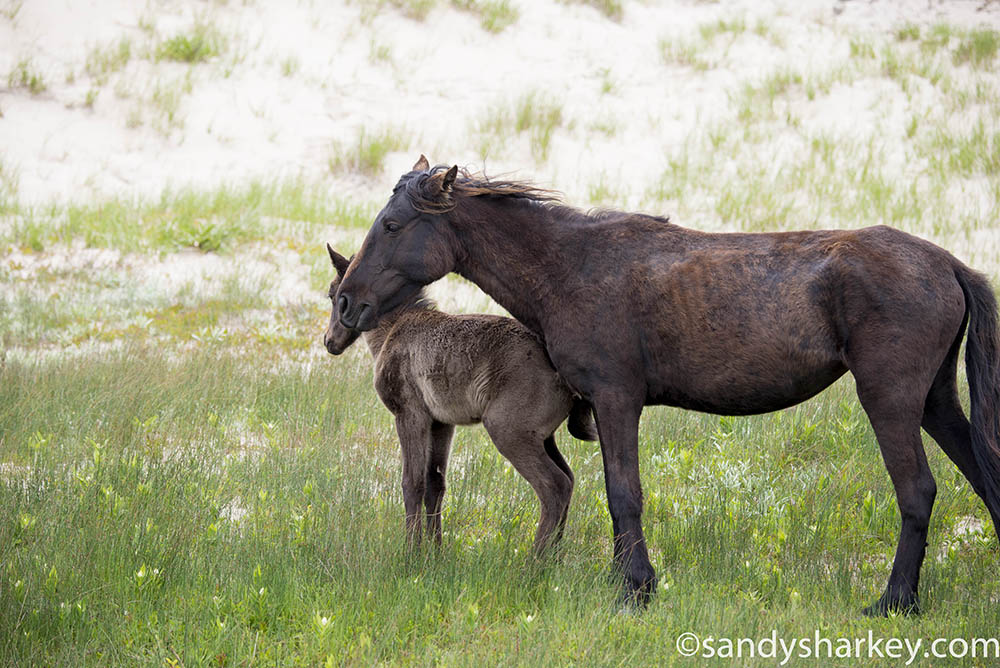 Image of wild mare and foal