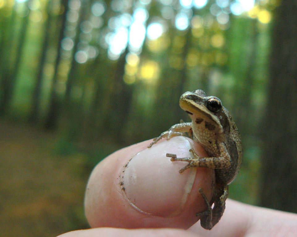 Image of a Western Chorus Frog