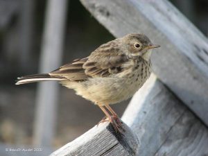 Image of an American Pipit