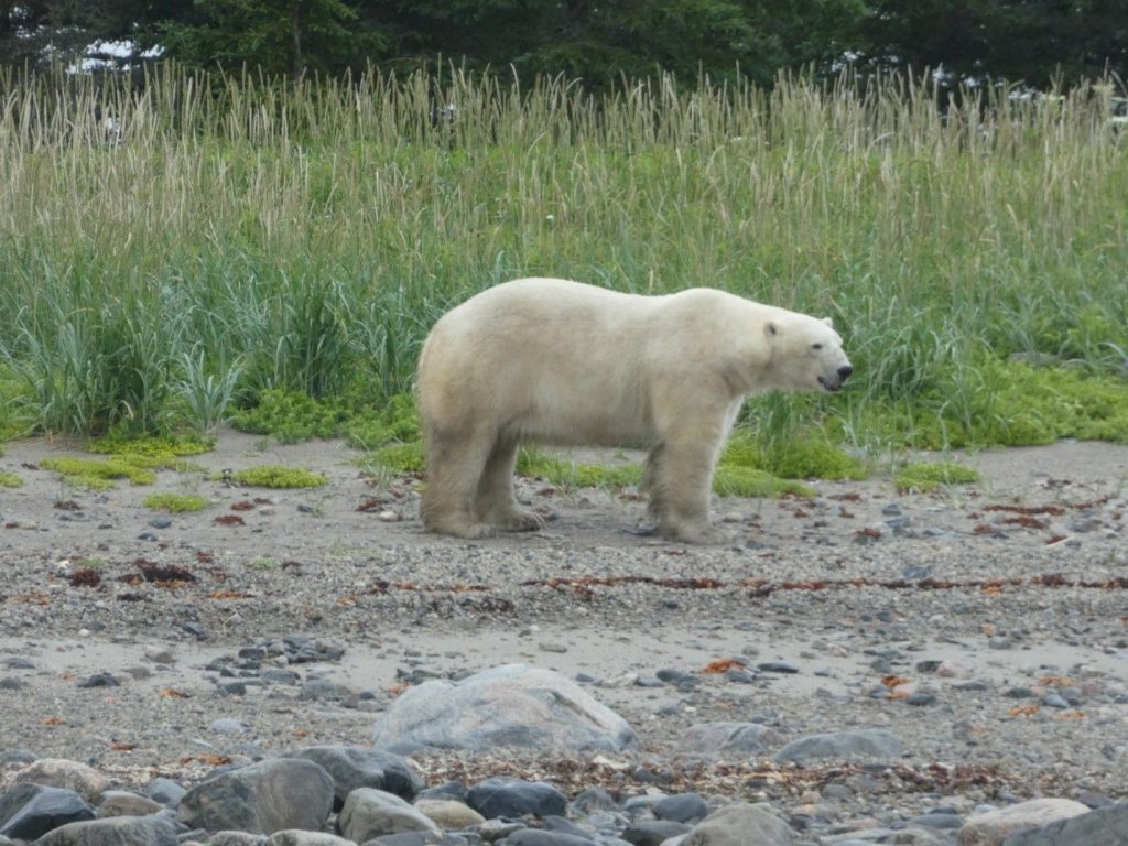 Image of a Polar Bear on the beach