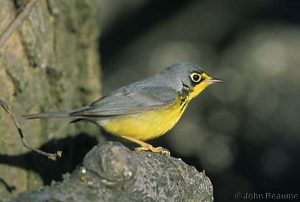 Image of a Canada Warbler