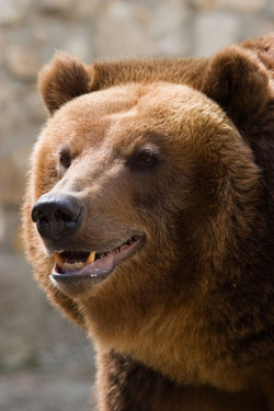 The Grizzly Bear – A Canadian Icon - Nature Canada