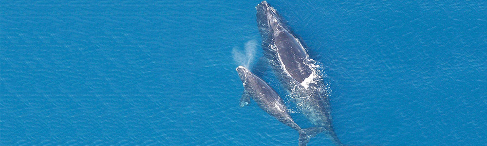 Image of a North Atlantic Right Whale