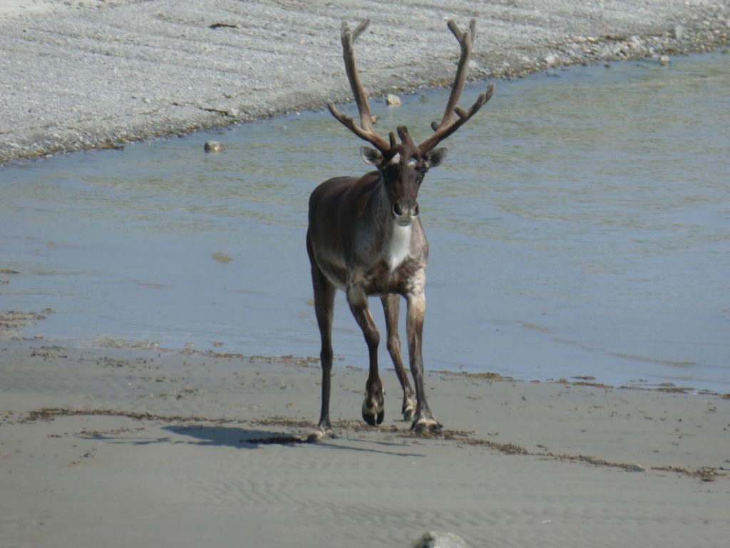 Image of a Woodland Caribou