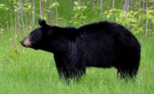 Image of a Black Bear