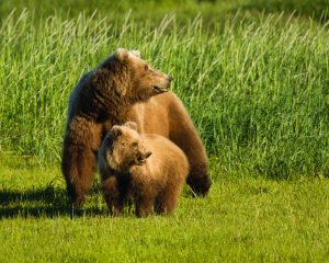 Image of a Grizzly female and cub