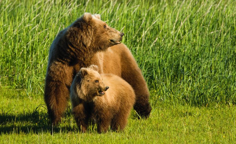 Image of a Grizzly female and cub