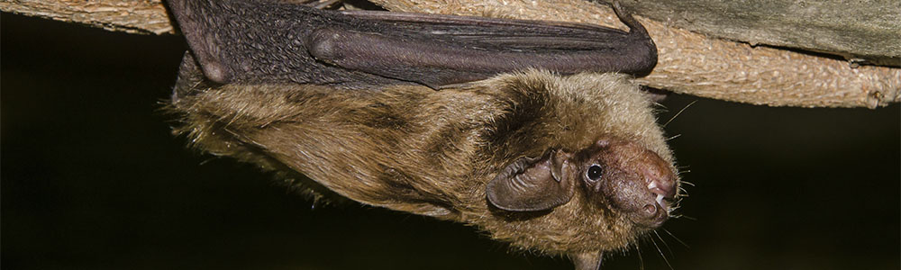 Image of a Big Brown Bat